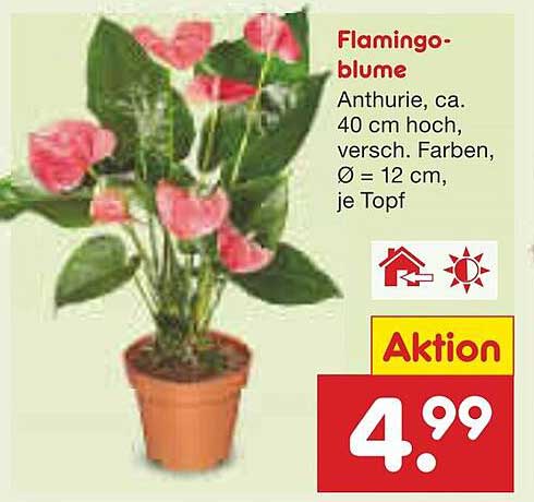 Flamingoblume - Anthurie, ca. 40 cm hoch, verschiedene Farben