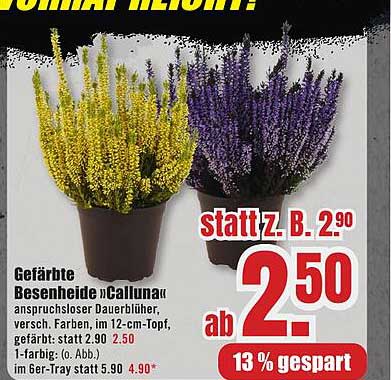 Gefärbte Besenheide »Calluna«