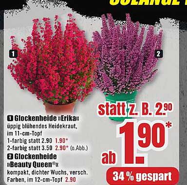 Glockenheide 'Erika' und 'Beauty Queen' - üppig blühendes Heidekraut im Topf