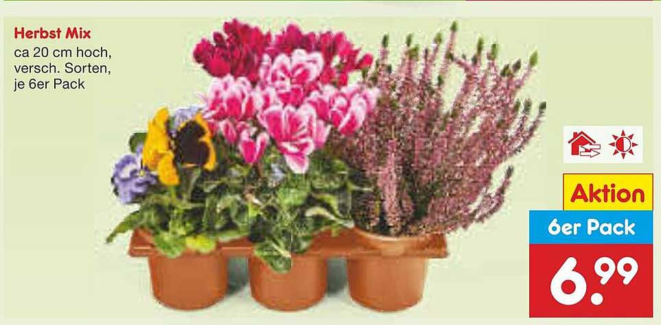 Herbst Mix ca 20 cm hoch, verschieden, je 6er Pack