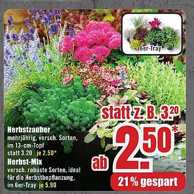 Herbstzauber - mehrjährig, verschiedene Sorten im 13-cm-Topf