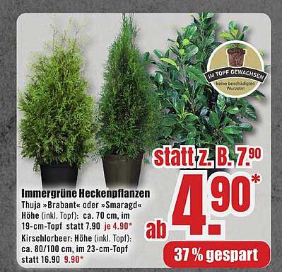 Imm evergreen Heckenpflanzen Thuja »Brabant« oder »Smaragd«