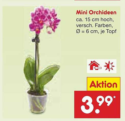 Mini Orchideen