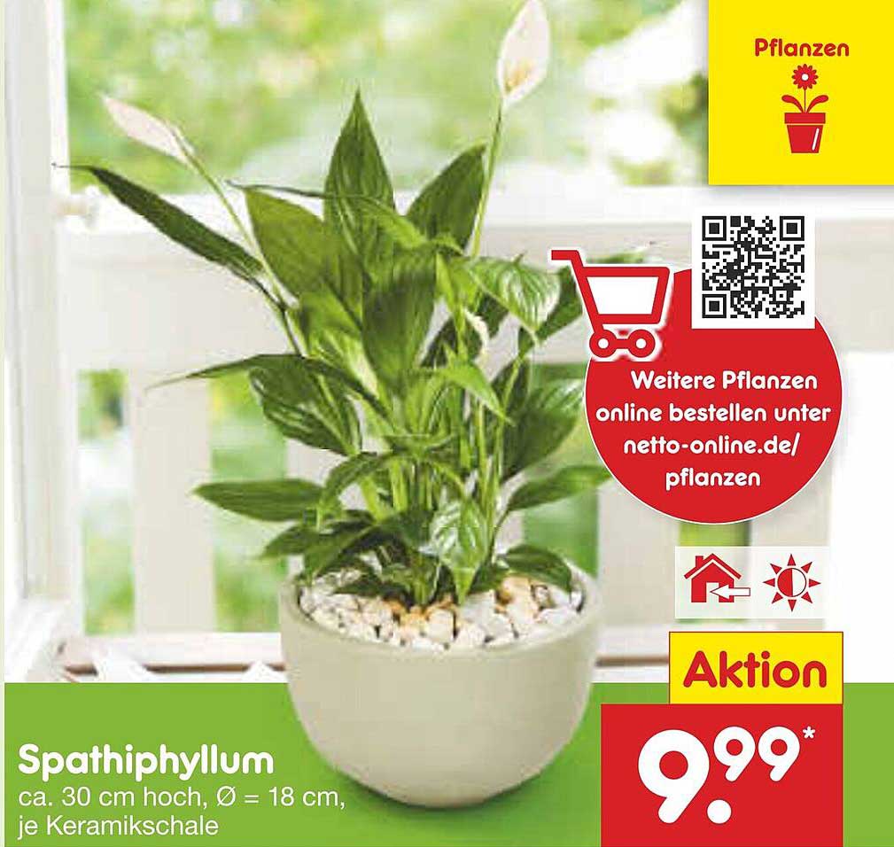 Spathiphyllum - Die ideale Zimmerpflanze für Ihr Zuhause