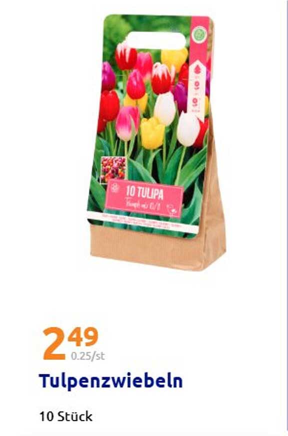 Tulpenzwiebeln - 10 Stück zum günstigen Preis