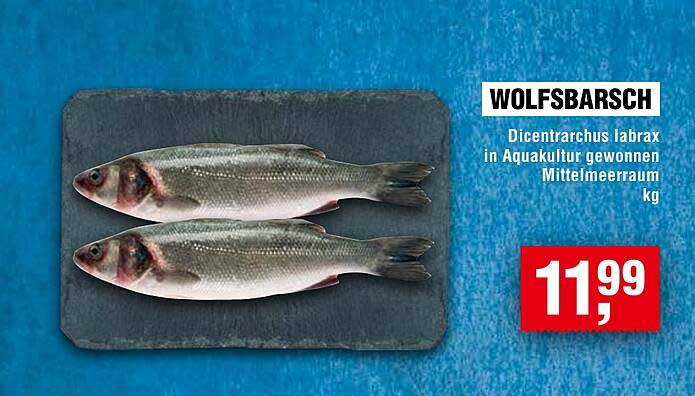 Wolfsbarsch - Dicentrarchus labrax in Aquakultur gewonnen