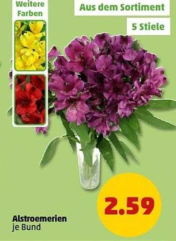Alstroemerien je Bund – 5 Stiele