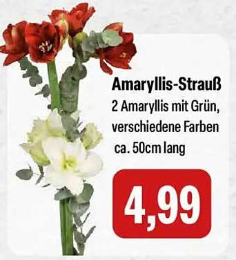 Amaryllis-Strauß 2 Amaryllis mit Grün, verschiedene Farben ca. 50cm lang