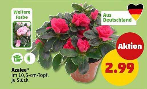 Azalee* im 10,5-cm-Topf, je Stück