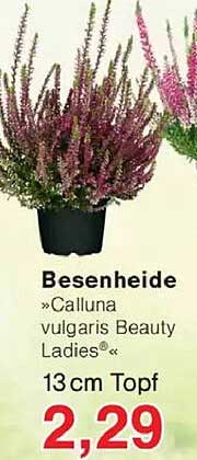 Besenheide »Calluna vulgaris Beauty Ladies« 13 cm Topf
