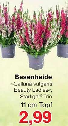 Besenheide »Calluna vulgaris Beauty Ladies«, Starlight® Trio - 11 cm Topf