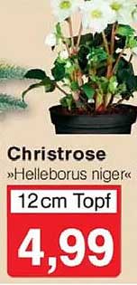 Christrose »Helleborus niger« 12cm Topf