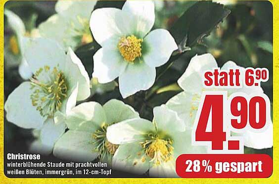 Christrose - winterblühende Staude mit prachtvollen weißen Blüten