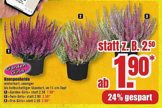 Knospenheide 'Garden Girls' im 11-cm-Topf
