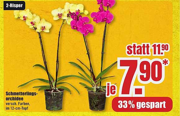 Schmetterlingsorchidee - verschiedene Farben, im 12-cm-Topf