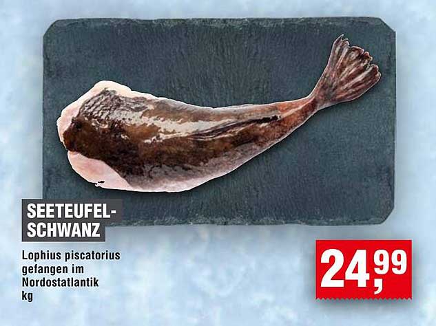 Seeteufelschwanz - Lophius piscatorius, gefangen im Nordostatlantik