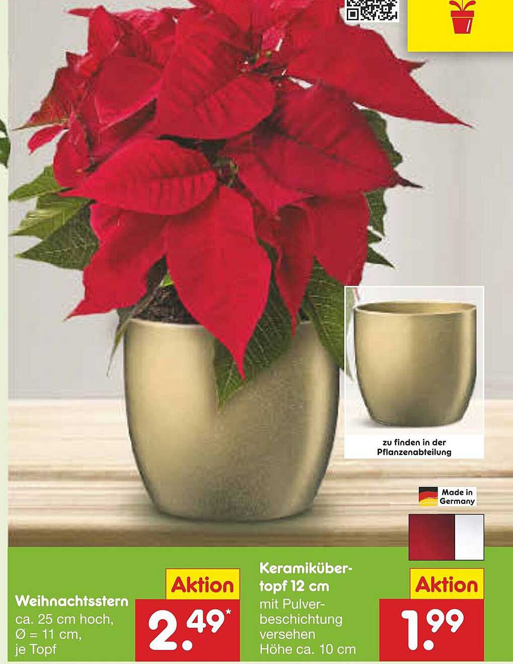 Weihnachtsstern ca. 25 cm hoch, Ø 11 cm, je Topf