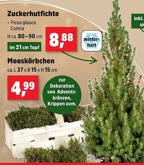 Zuckerhutfichte - Picea glauca Conica