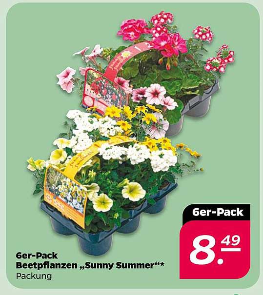 6er-Pack Beetpflanzen „Sunny Summer“