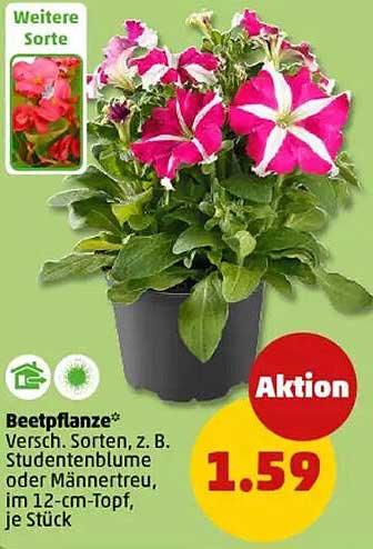Beetpflanze – Verschiedene Sorten wie Studentenblume oder Männertreu im 12-cm-Topf, je Stück