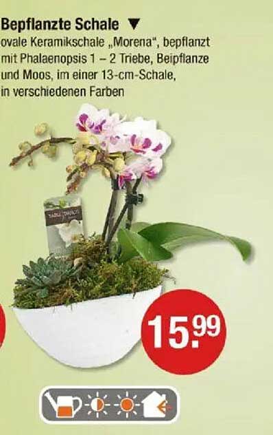 Bepflanzte Schale "Morena" - perfekte Blumenarrangement für Ihr Zuhause