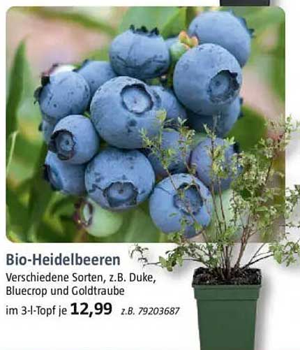 Bio-Heidelbeeren, verschiedene Sorten, z.B. Duke, Bluecrop und Goldtraube