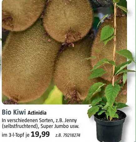Bio Kiwi Actinidia im 3-l-Topf