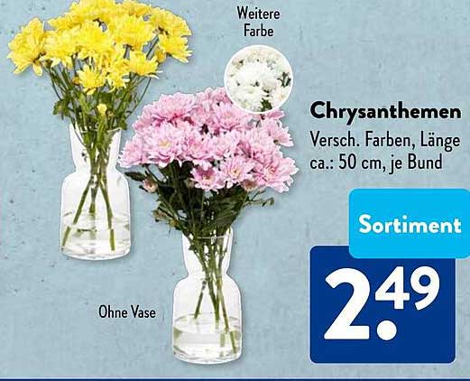 Chrysanthemen - Verschiedene Farben, ca. 50 cm, je Bund