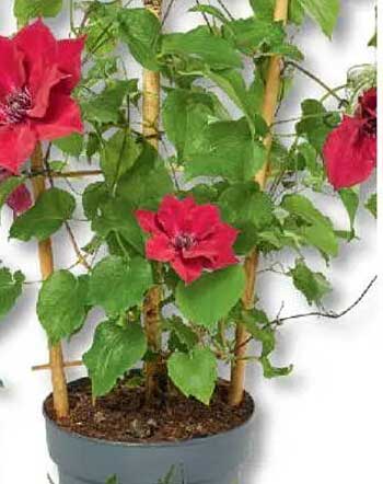 Clematis 'Fujimusume' (Kletterpflanze) - Blühende Schönheit für Ihren Garten