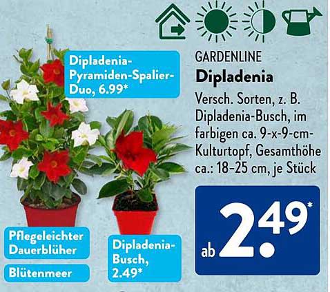 Dipladenia-Pyramiden-Spalier-Duo und Dipladenia-Busch