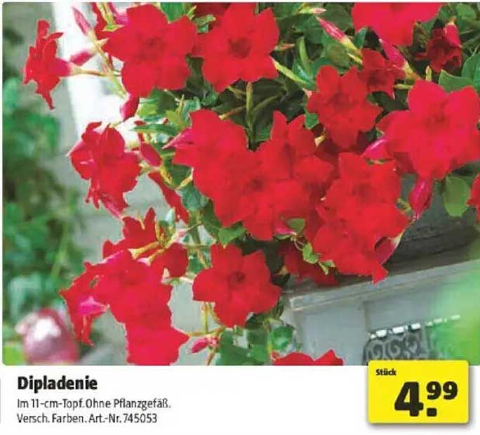 Dipladenie im 11-cm-Topf, ohne Pflanzgefäß