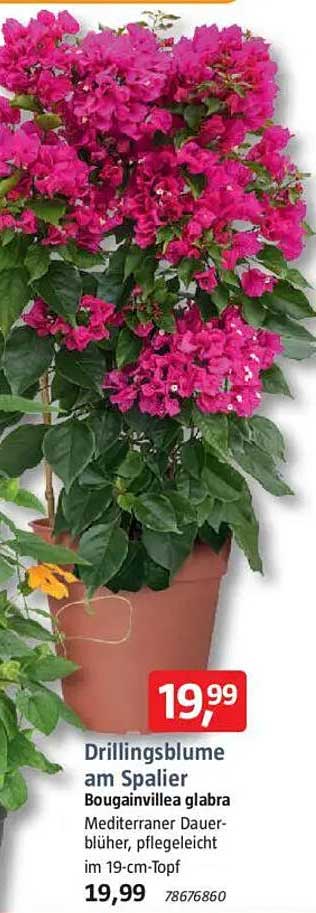 Drillingsblume am Spalier Bougainvillea glabra - Mediterraner Dauerblüher im 19-cm-Topf