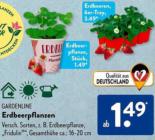 Erdbeerpflanzen von Gardenline - ab 1,49€