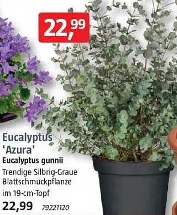 Eucalyptus 'Azura' - Trendige Silbrig-Graue Blattschmuckpflanze im 19-cm-Topf