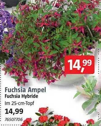 Fuchsia Ampel - Fuchsia Hybride im 25-cm-Topf