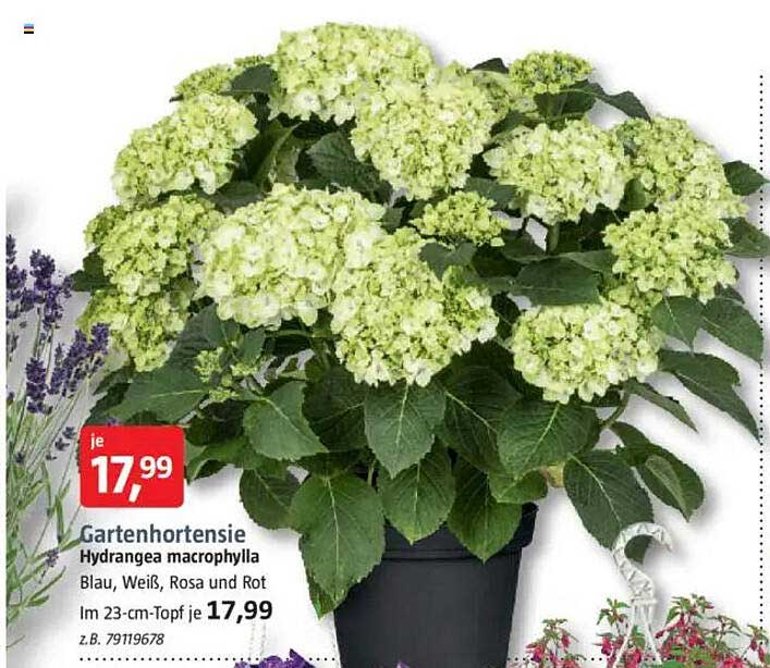 Gartenhortensie Hydrangea macrophylla Blau, Weiß, Rosa und Rot im 23-cm-Topf