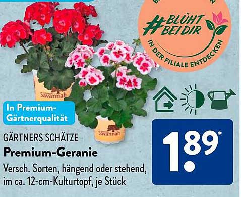 GÄRTNERS SCHÄTZE Premium-Geranie