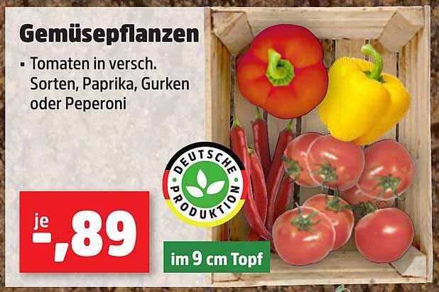 Gemüsepflanzen - Tomaten in verschiedenen Sorten, Paprika, Gurken oder Peperoni