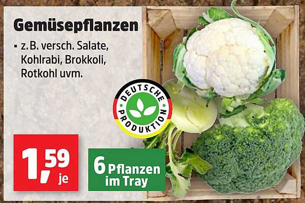 Gemüsepflanzen - Vielfalt für deinen Garten