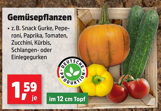 Gemüsepflanzen - z.B. Snack Gurke, Peperoni, Paprika, Tomaten, Zucchini, Kürbis, Schlangen- oder Einlegegurken
