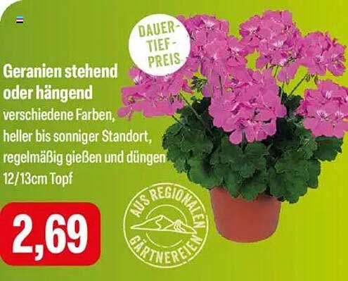 Geranien stehend oder hängend, verschiedene Farben