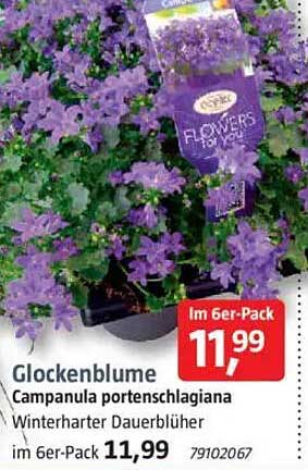 Glockenblume - Campanula portenschlagiana im 6er-Pack