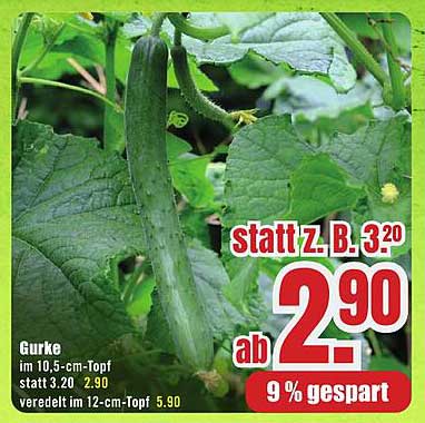 Gurke im 10,5-cm-Topf – frisch und knackig!