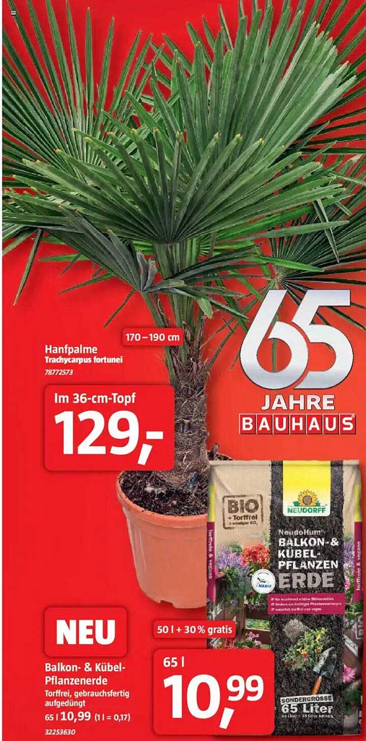 Hanfpalme Trachycarpus fortunei im 36-cm-Topf