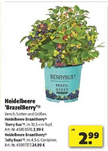 Heidelbeere 'BrazelBerry'®