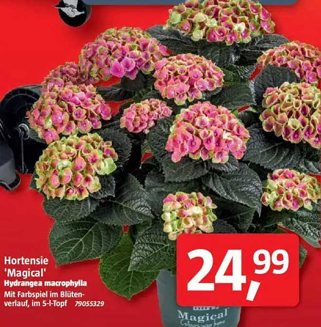 Hortensie 'Magical' Hydrangea macrophylla
