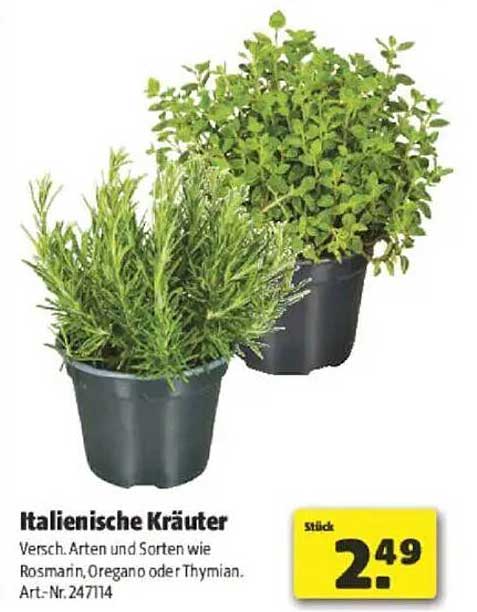 Italienische Kräuter – Verschiedene Arten und Sorten wie Rosmarin, Oregano oder Thymian