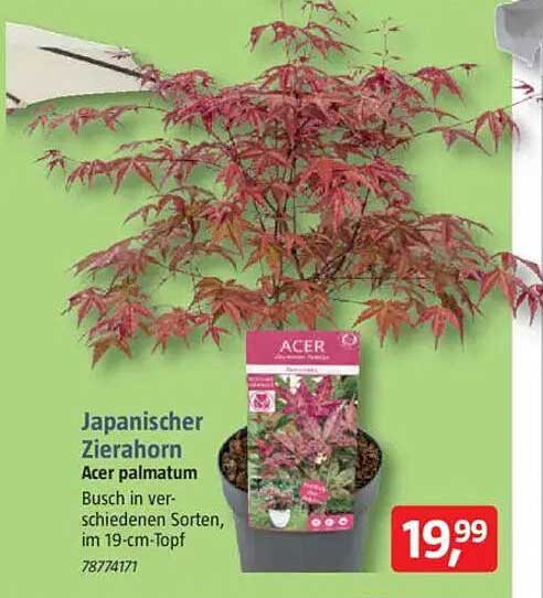 Japanischer Zierahorn Acer palmatum - Busch in verschiedenen Sorten, im 19-cm-Topf