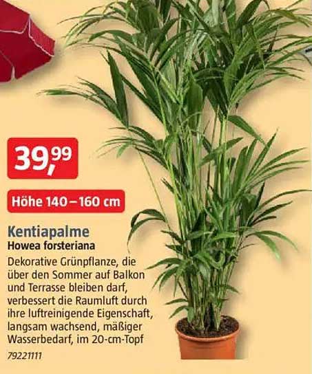 Kentia-Palme (Howea forsteriana) - Höhe 140–160 cm