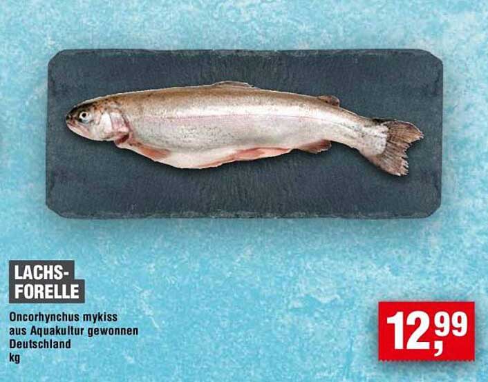 Lachsforelle - Oncorhynchus mykiss aus Aquakultur